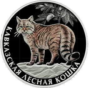 Кавказская лесная кошка